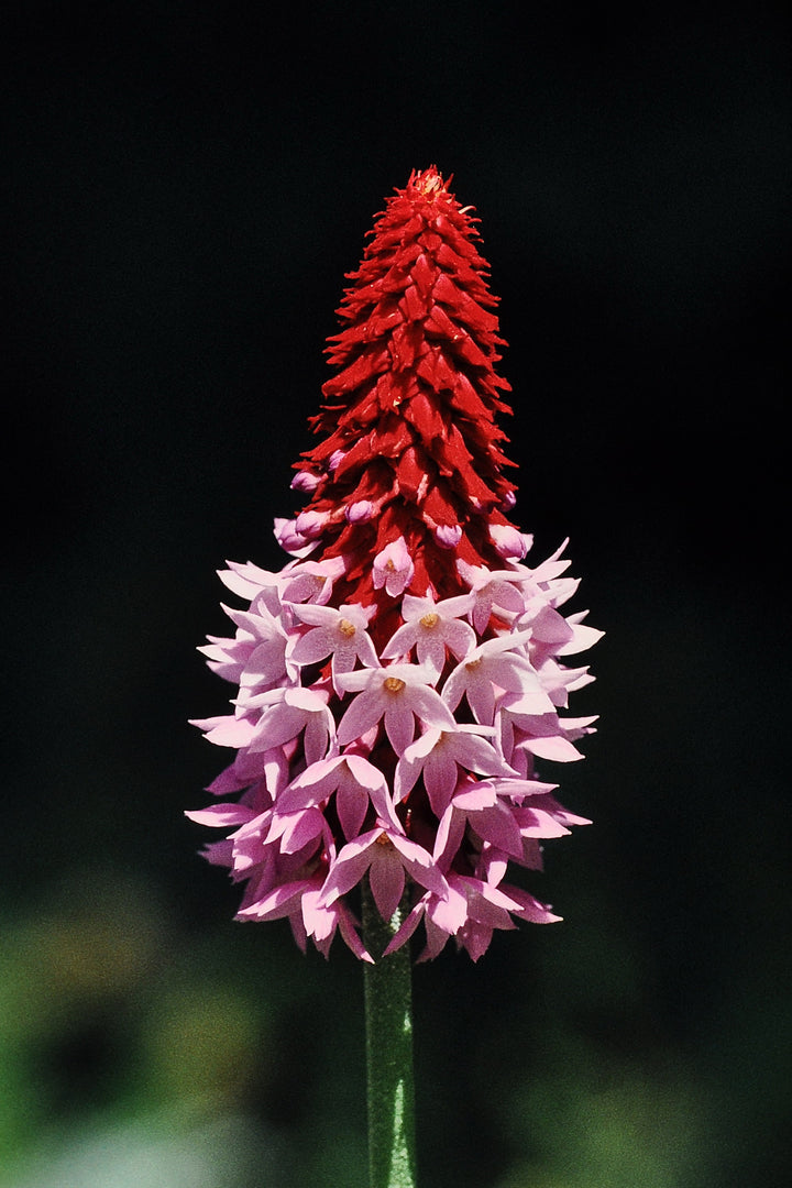 Kniphofia Flower Seeds Pink Red – Heirloom, Non-GMO, High Germination Organic Garden Seeds for Planting