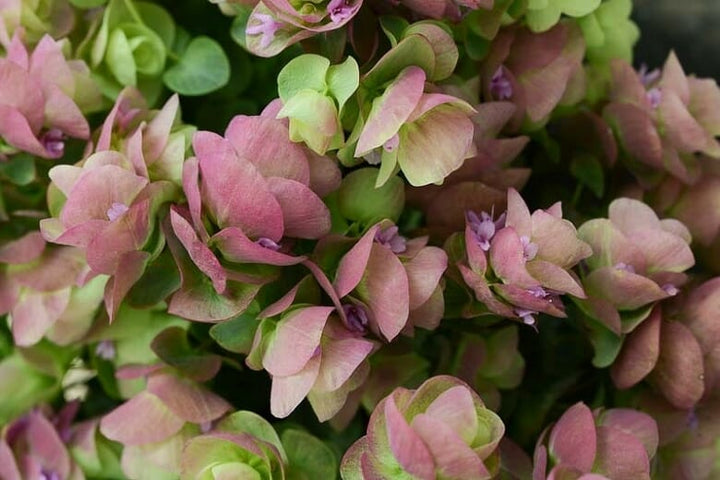 Mixed Oregano Kirigami Flower Seeds – Heirloom, Non-GMO, High Germination Seeds
