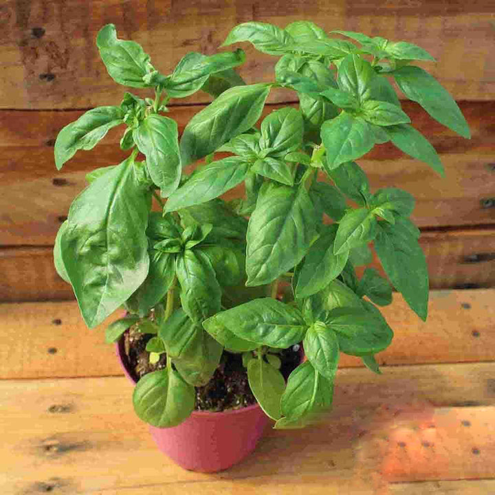 Basil Organic Seeds for Planting – Heirloom Non-GMO, High Germination Organic Garden Seeds
