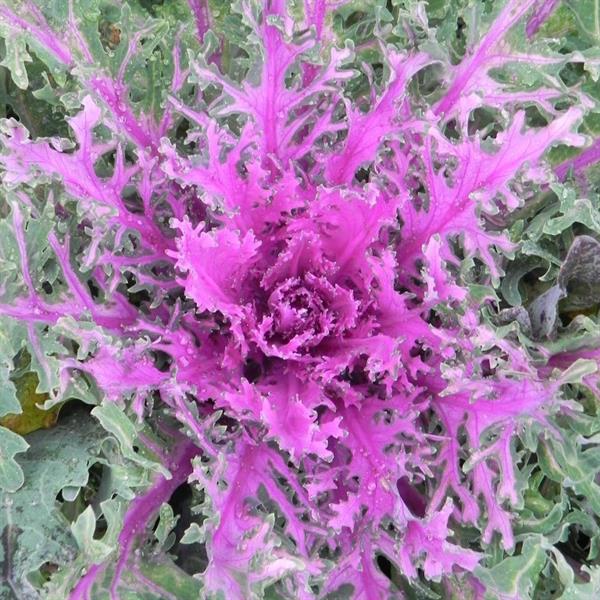 red flowering flower seeds