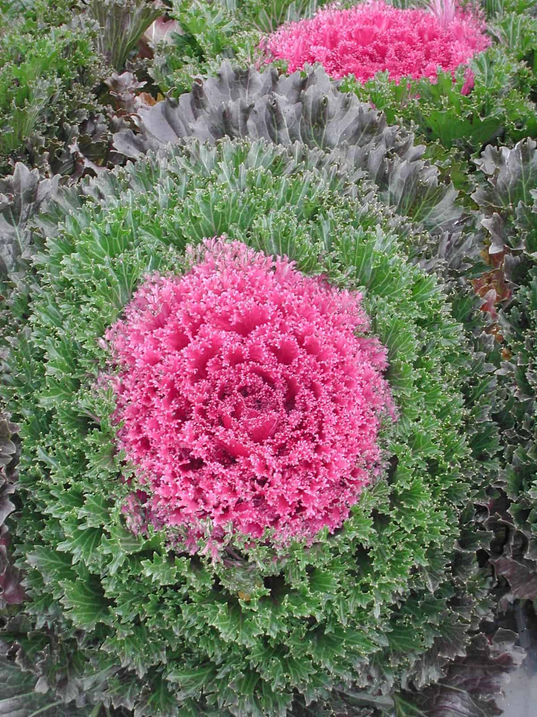 red kale flower seeds