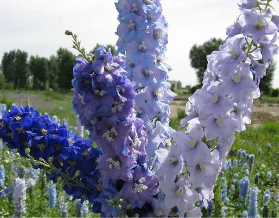 ornamentalflowerpartialshadetolerantwellventilateddelphiniumheirloomnongmohighgerminationorganicgarden flower seeds