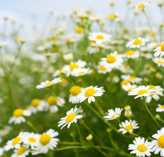 ornamentalflowergermanchamomileforsowingheirloomnongmohighgerminationorganicgarden flower seeds