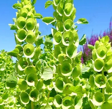 ornamentalflowersunlovingcoldintoleranceannualherbflowermolucellaheirloomnongmohighgerminationorganicgarden flower seeds