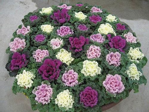 ornamental kale flower seeds