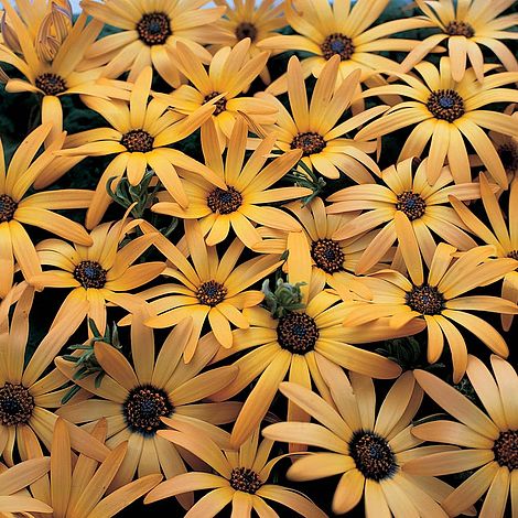 osteospermumafricansunimportedheirloomnongmohighgerminationorganicgarden flower seeds