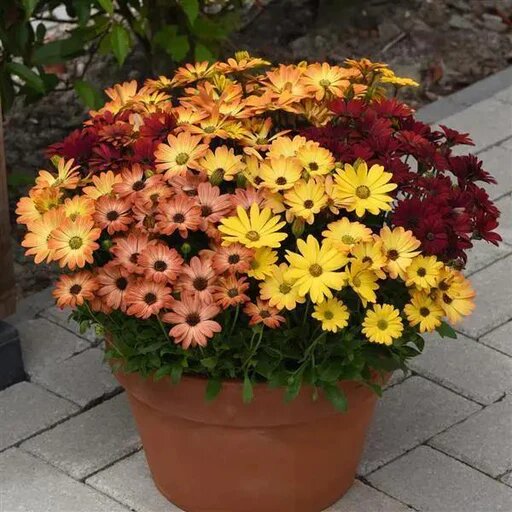 Mix Osteopermum Flower Seeds – Heirloom, Non-GMO, High Germination Seeds