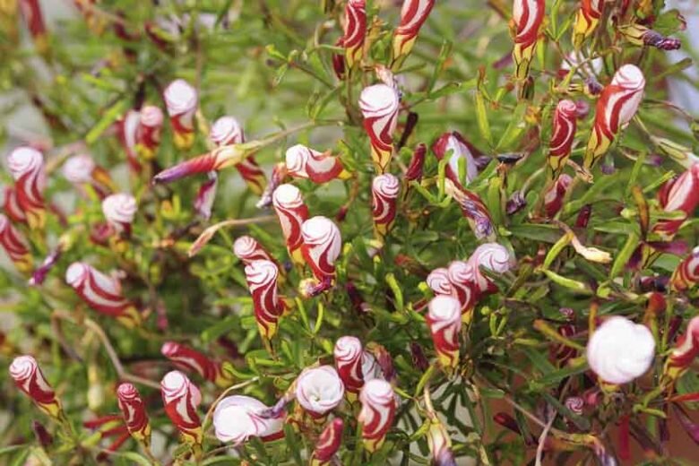 Maroon Oxalis Versicolor Flower Seeds – Heirloom, Non-GMO, High Germination Seeds