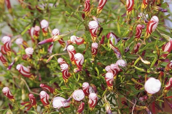 Maroon Oxalis Versicolor Flower Seeds – Heirloom, Non-GMO, High Germination Seeds