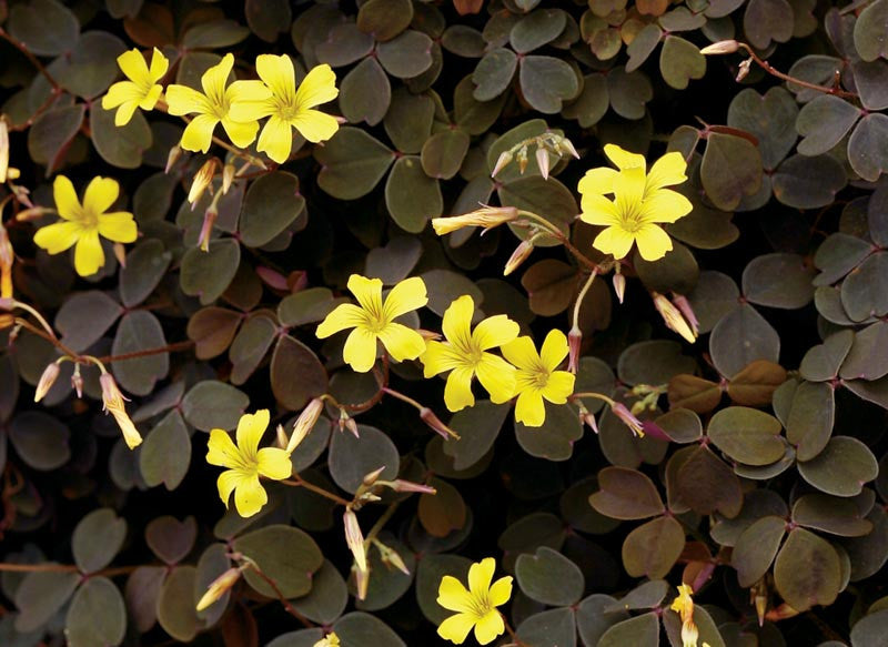 Oxalis Flower Seeds Yellow Perennial – Heirloom, Non-GMO, High Germination Seeds