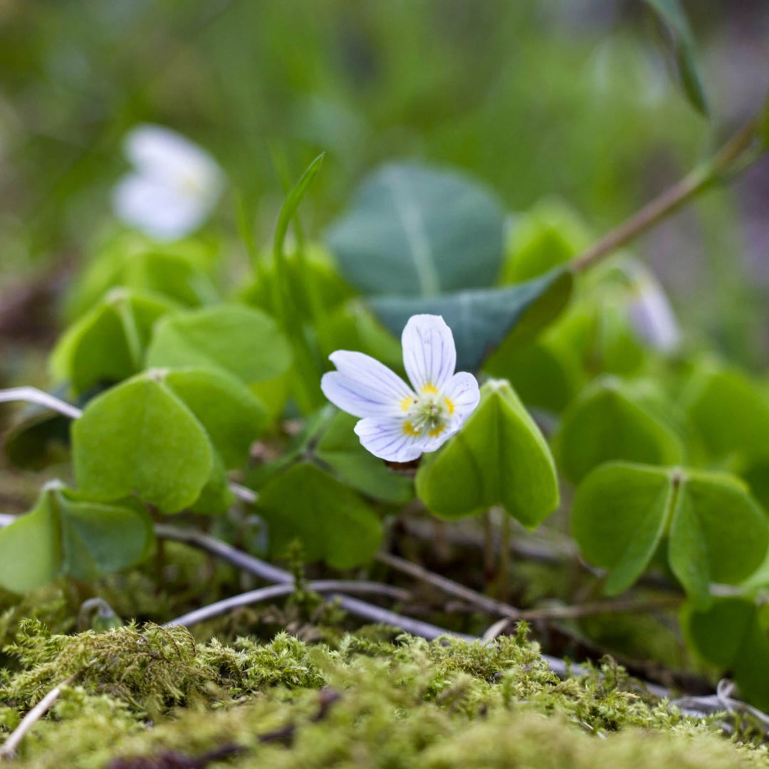 Red Oxalis herb seeds