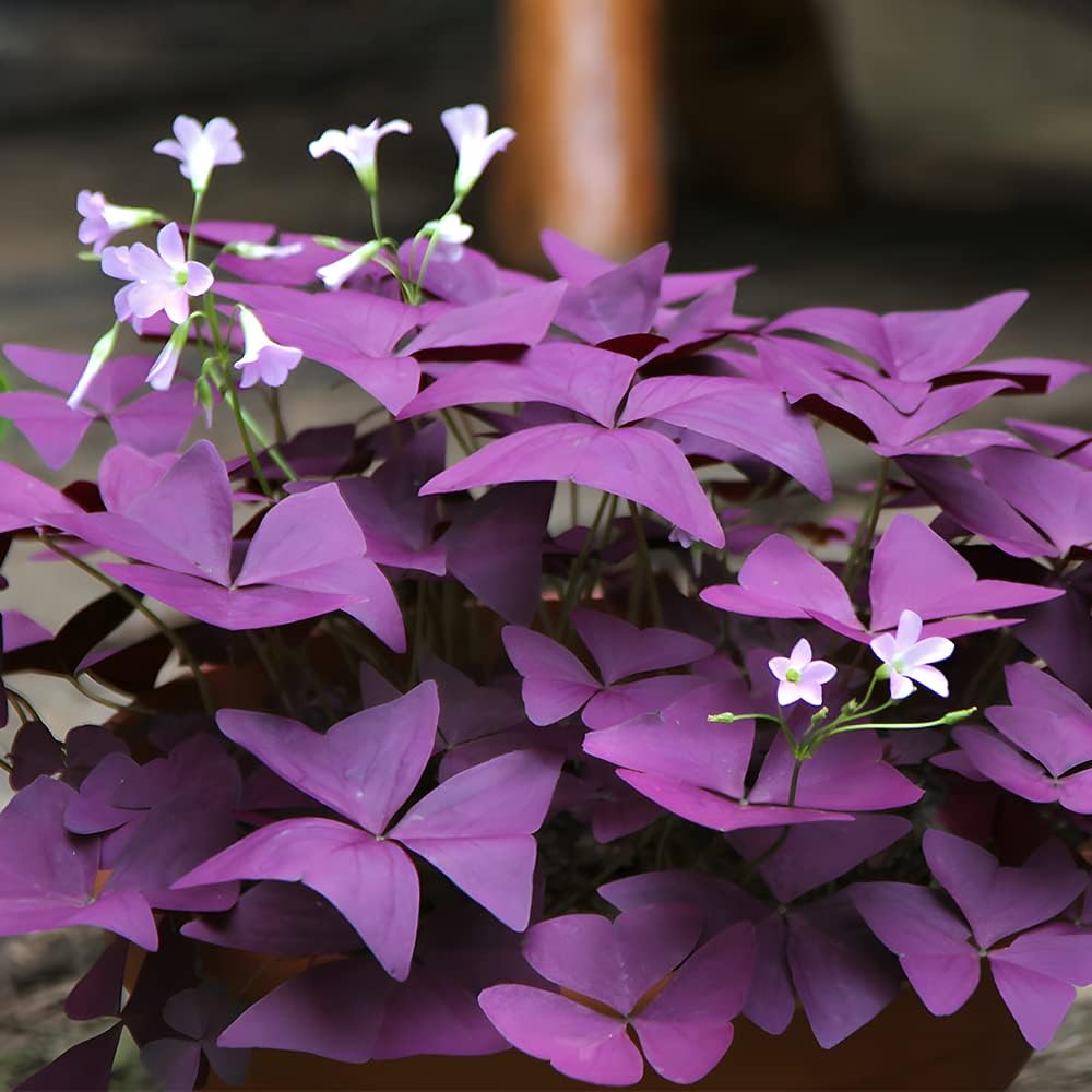 Red Wood herb seeds