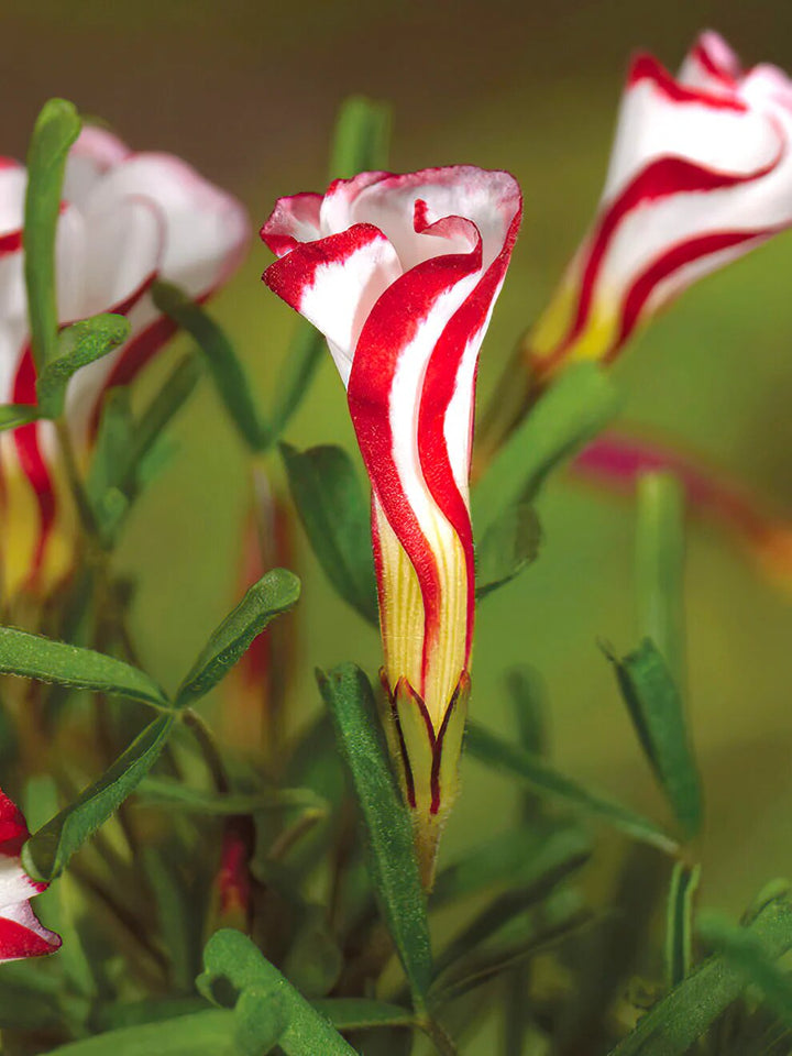 Semillas de flores de Oxalis blanco rojo para plantar – Semillas de jardín orgánicas reliquia sin OMG de alta germinación