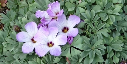 Oxalis Laciniata Flower Seeds – Heirloom, Non-GMO, High Germination Seeds