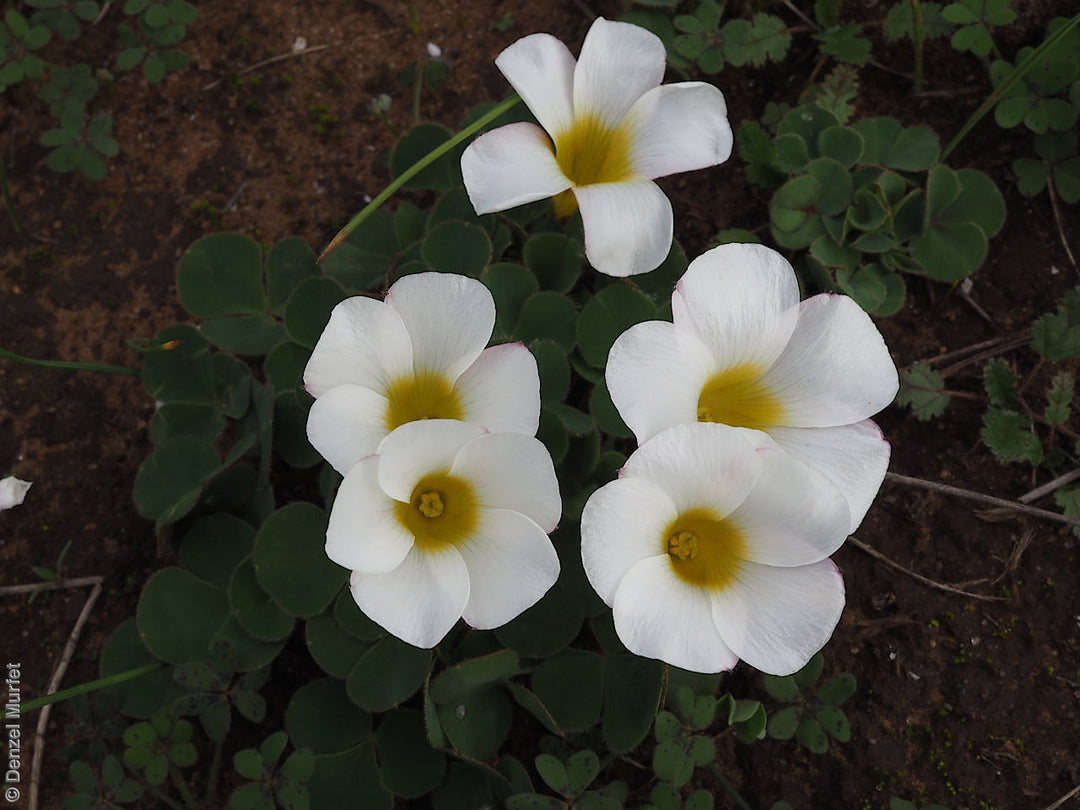 White Yellow Oxalis Flower Seeds – Heirloom, Non-GMO, High Germination Seeds