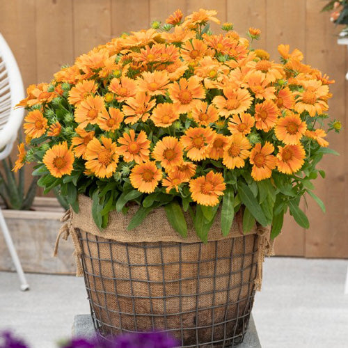 Orange Gaillardia Flower Seeds – Heirloom, Non-GMO, High Germination Seeds