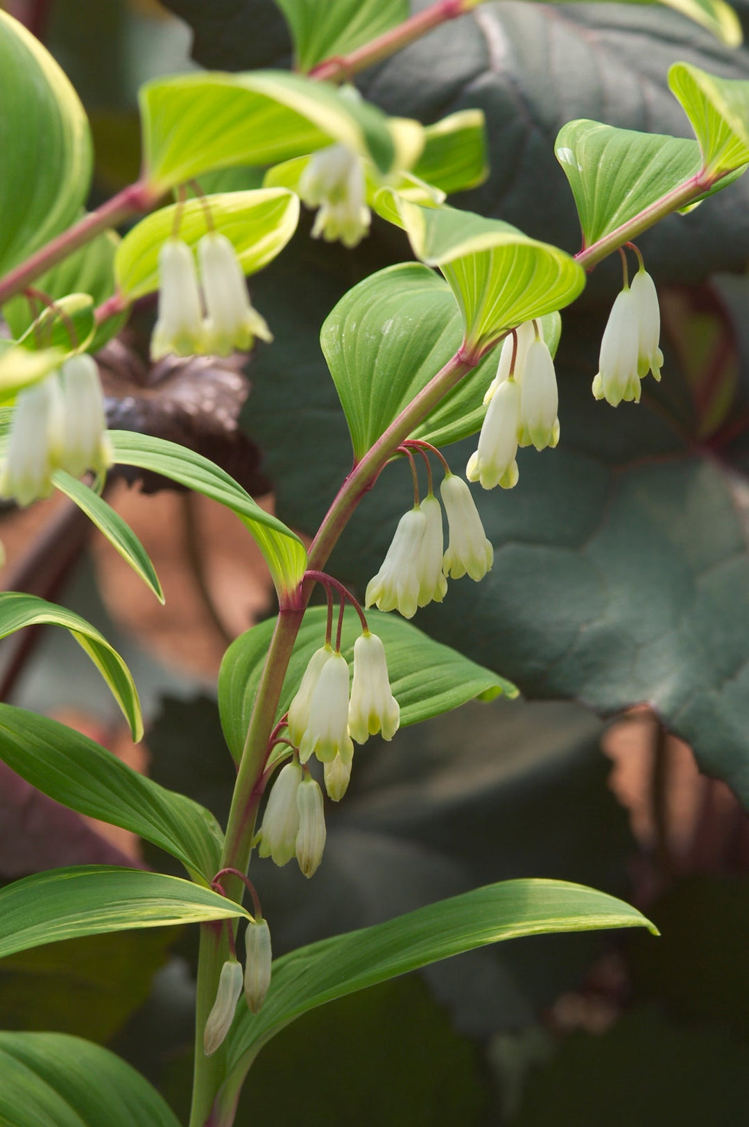 Green Polygonatum herb seeds