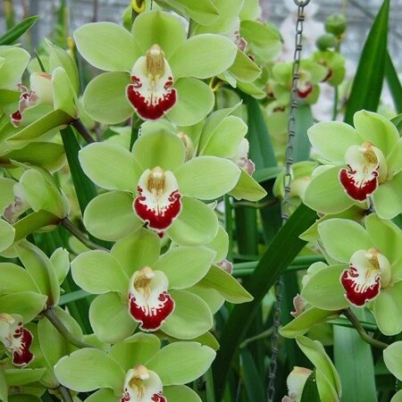 Green Blooming Orchid Flower Seeds – Heirloom Non-GMO High Germination Organic Garden Seeds for Planting