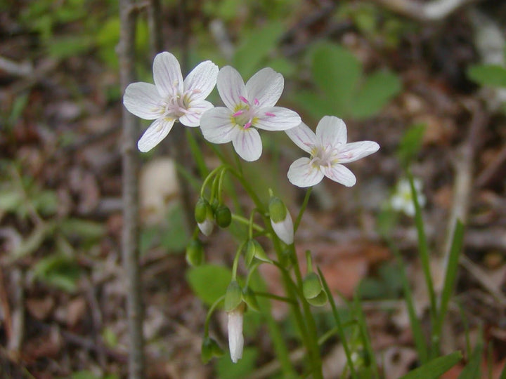 White Claytonia Flower Seeds – Heirloom, Non-GMO, High Germination Garden Seeds
