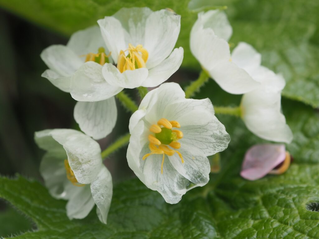 Diphylleia Flower Seeds White – Heirloom, Non-GMO, High Germination Seeds for Planting