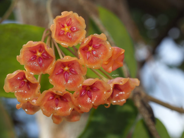 Orange Hoya Kerrii Flower Seeds – Heirloom, Non-GMO, High Germination Seeds