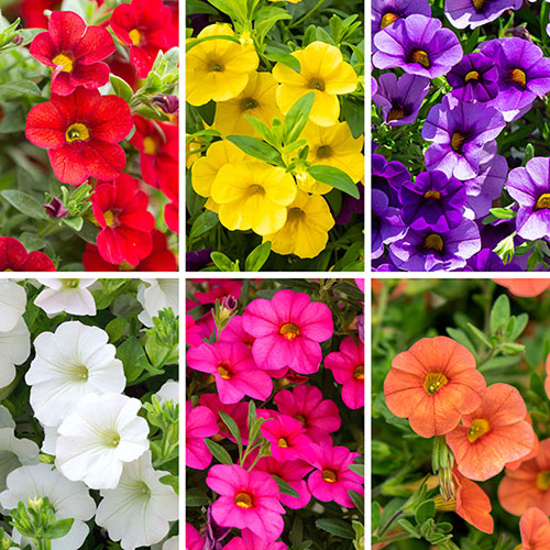 Calibrachoa Flower Seeds Mixed – Heirloom, Non-GMO, High Germination Seeds