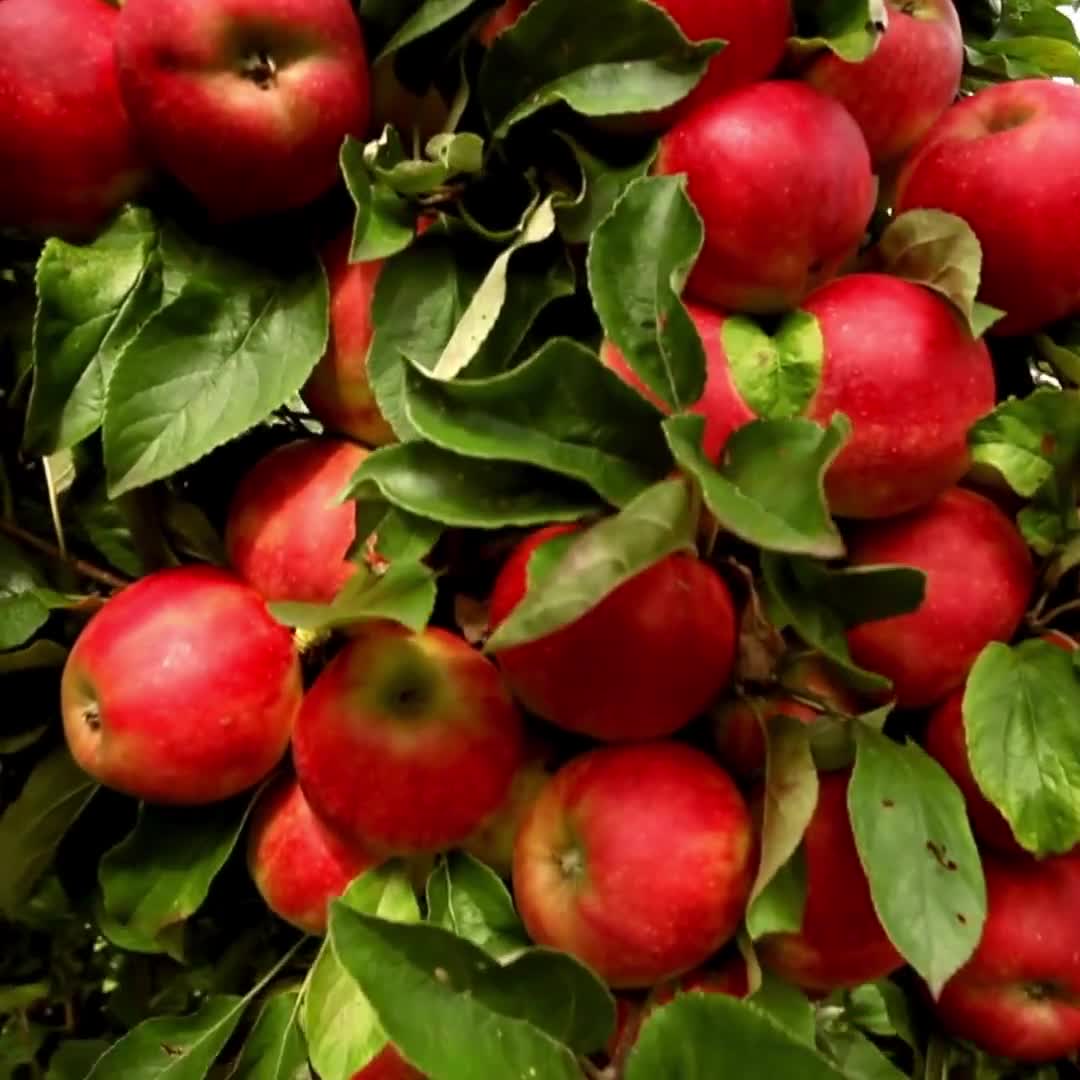 paradise apple flower seeds