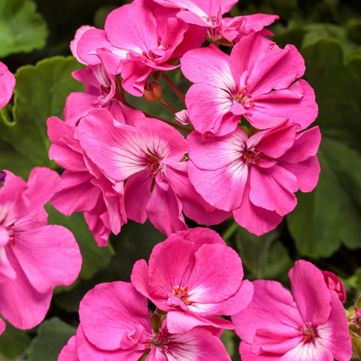 Pink Blooming Geranium Flower Seeds – Heirloom Non-GMO High Germination Organic Seeds