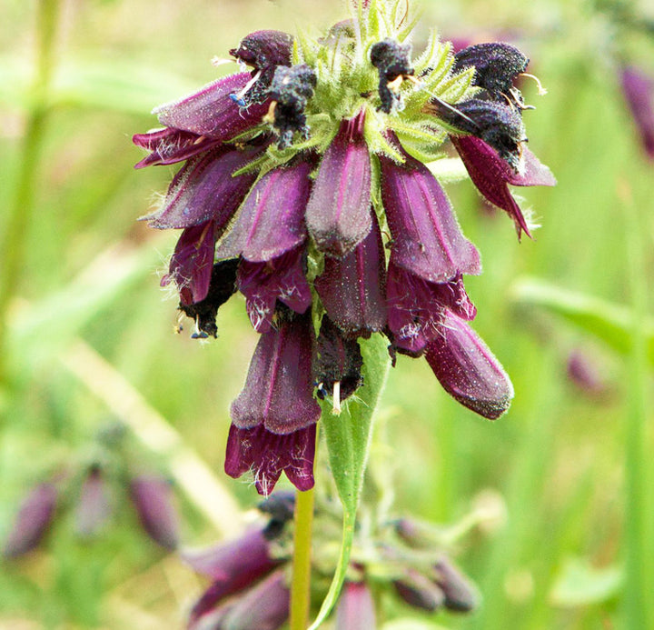 Chocolate Penstemon Flower Seeds for Planting – Heirloom Non-GMO High Germination Seeds