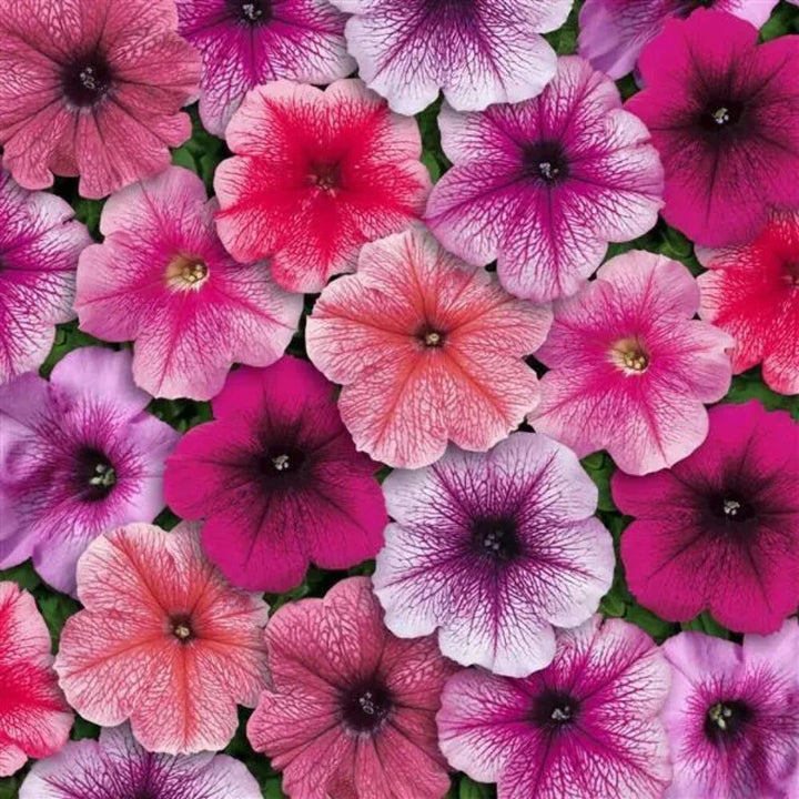 Mixed Bonsai Petunia Flower Seeds – Heirloom, Non-GMO, High Germination Seeds