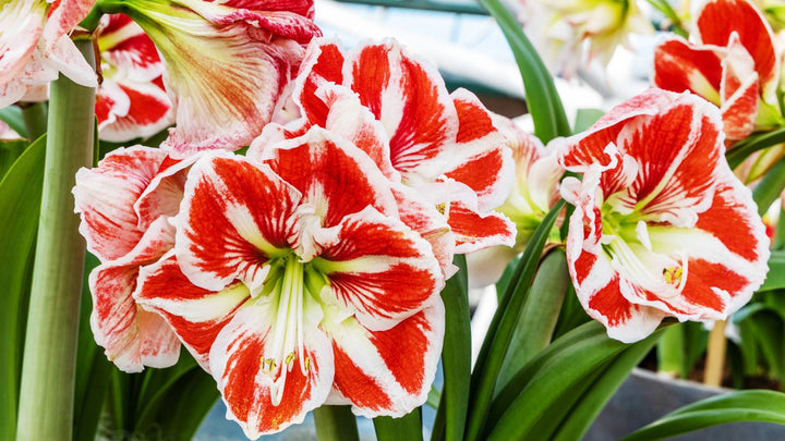 Giant Amaryllis Flower Seeds Red White for Planting – Heirloom Non-GMO Organic Garden Seeds