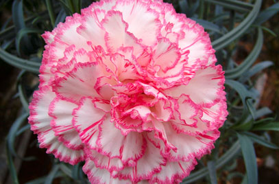 Semillas de Clavel Rosa y Blanco – Variedad Tradicional, No Modificadas Genéticamente, Semillas de Alta Germinación