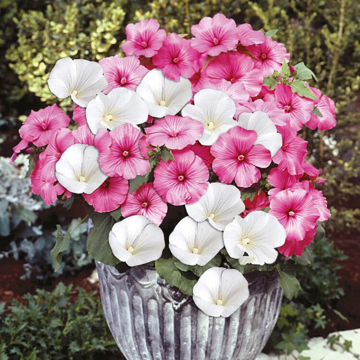 Mixed Lavatera Flower Seeds – Heirloom Non-GMO High Germination Seeds