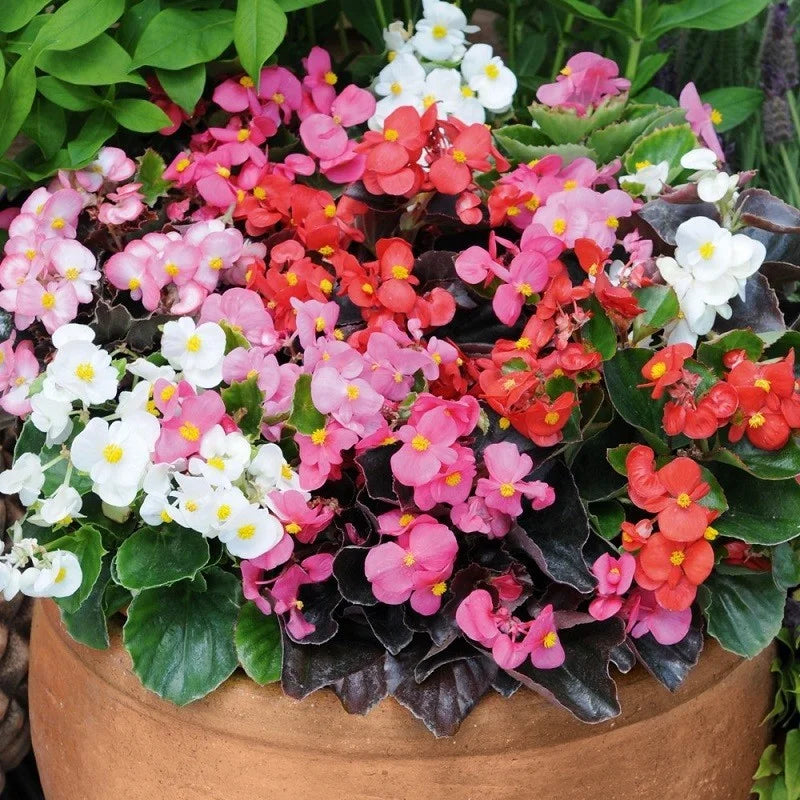 herrlich begonia flower seeds