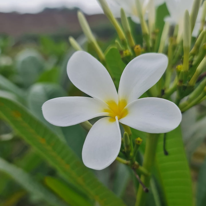 White Champa Flower Seeds – Heirloom, Non-GMO, High Germination Seeds