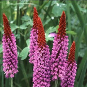Kniphofia Flower Seeds Pink Red – Heirloom, Non-GMO, High Germination Organic Garden Seeds for Planting