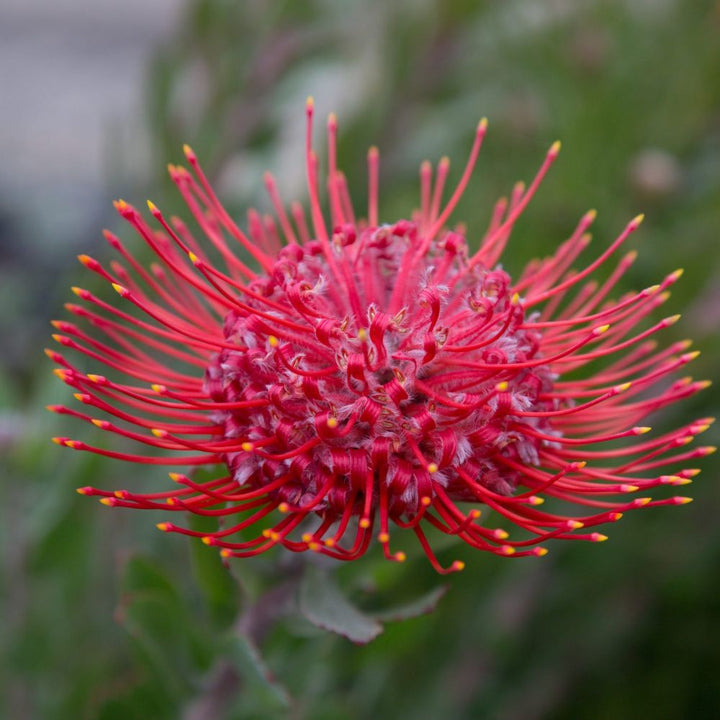 Leucospermum Flower Seeds Red – Heirloom, Non-GMO, High Germination Seeds