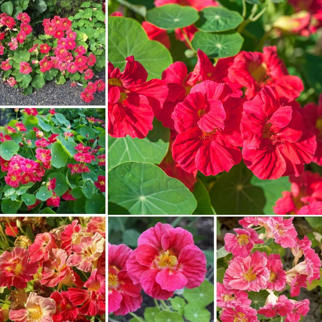 nasturtium jewel flower seeds