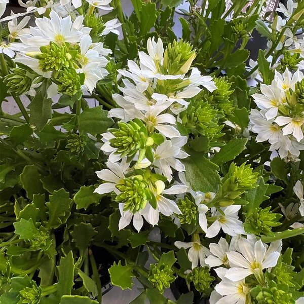 White Scaevola Flower Seeds – Heirloom Non-GMO High Germination Seeds for Planting