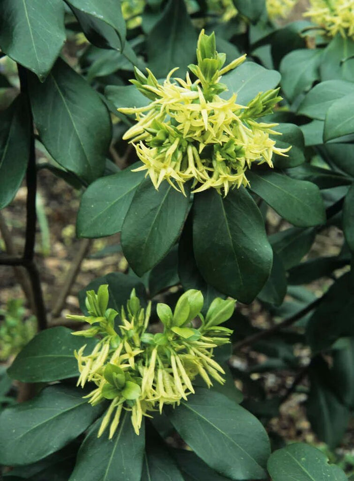 Yellow Daphne Pontica Flower Seeds – Heirloom Non-GMO High Germination Organic Seeds