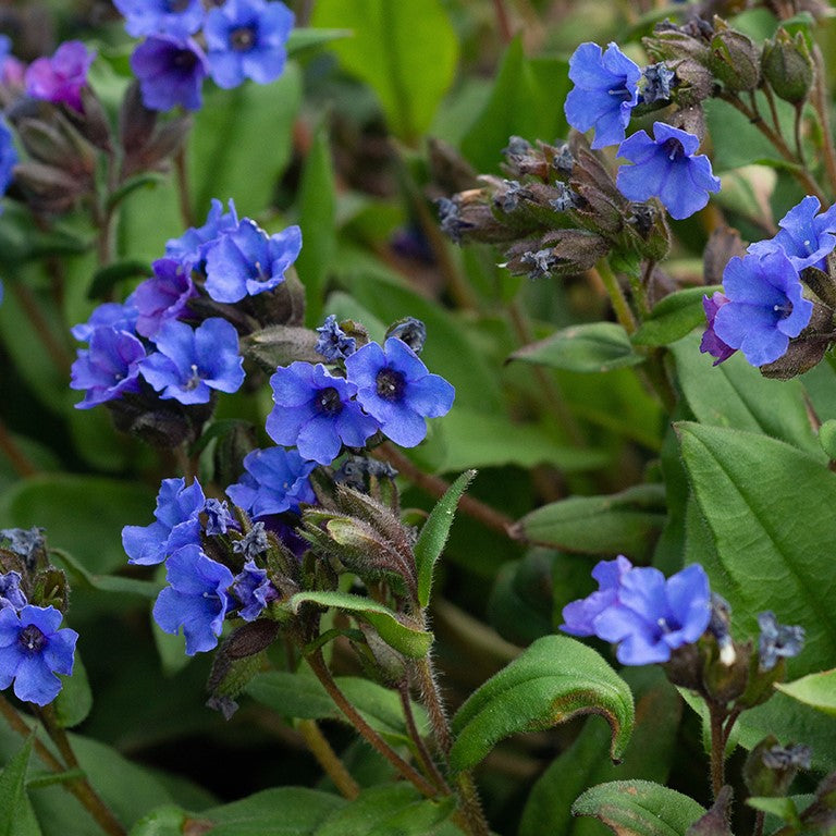 Lungwort Flower Seeds – Heirloom, Non-GMO, High Germination Seeds