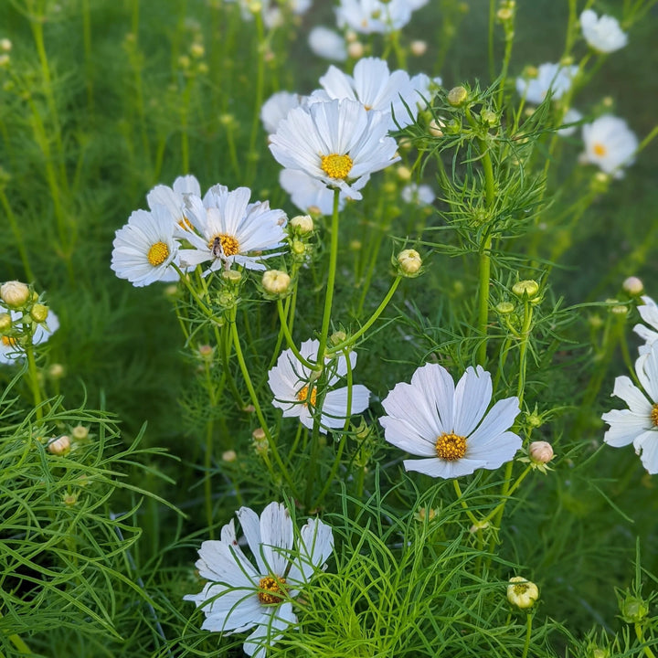 White Cosmos Flower Seeds for Planting – Heirloom Non-GMO High Germination Seeds