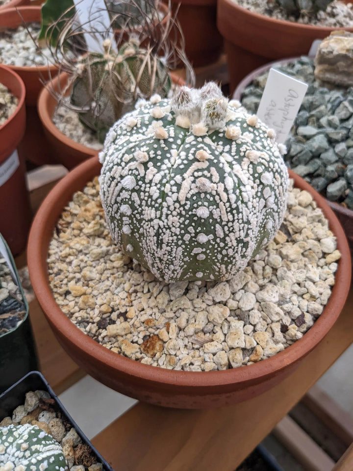 Astrophytum Asterias Flower Seeds for Planting – Heirloom Non-GMO High Germination Organic Seeds