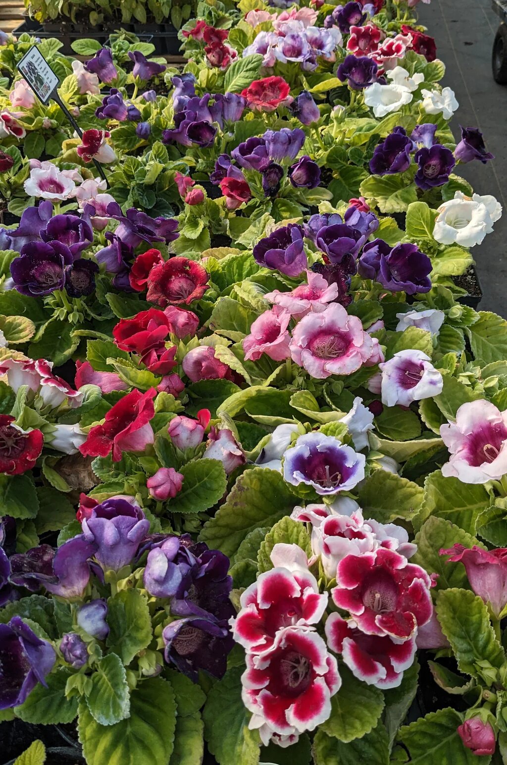 Semillas de Flores Gloxinia Mixtas – Variedad Antigua, Sin OGM, Semillas de Alta Germinación