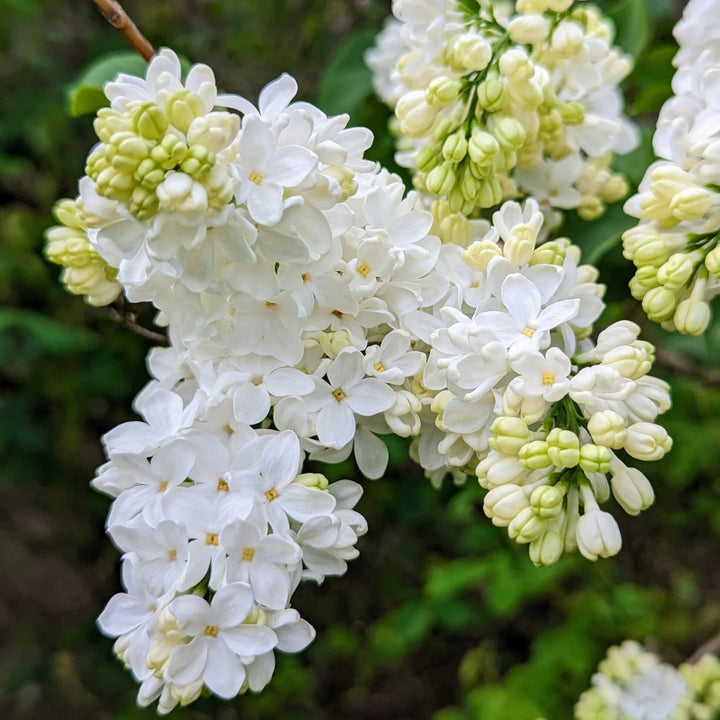 White Lilac Flowers Seeds – Heirloom, Non-GMO, High Germination Seeds