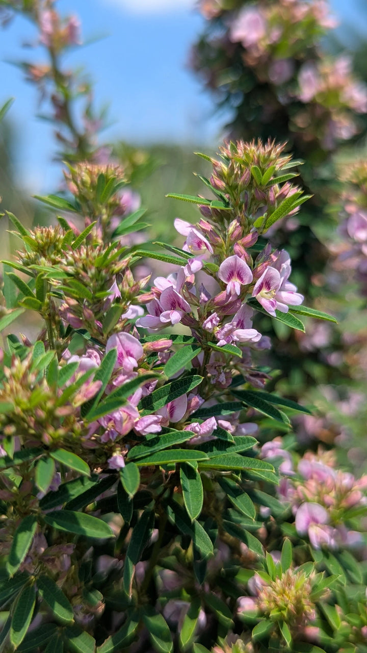 Lespedeza Blumensamen Hellrosa – Alte Sorte, gentechnikfrei, keimfreudige Samen