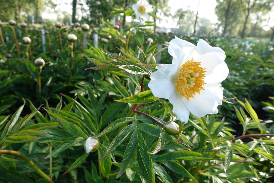 Weiße Paeonia Tenuifolia Blumensamen – Alte Sorte, gentechnikfrei, hohe Keimrate, Bio-Gartensamen