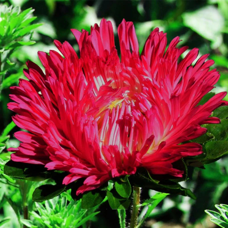 red duchess flower seeds