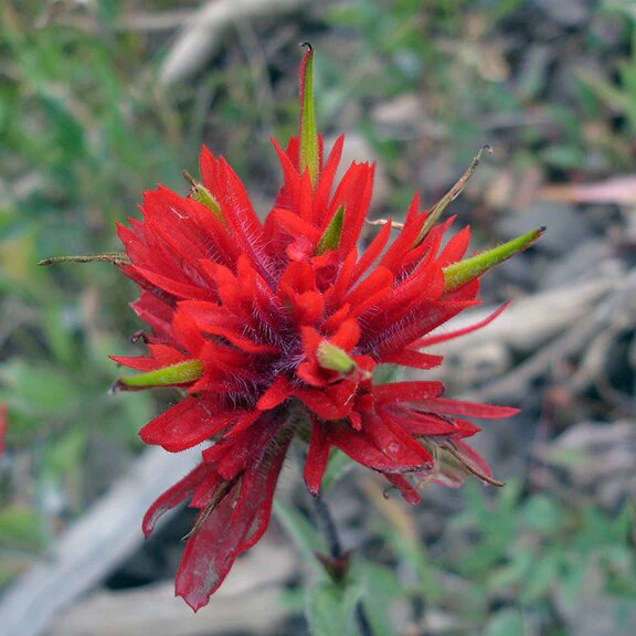 Castilleja Flower Seeds Red – Heirloom, Non-GMO, High Germination Organic Seeds