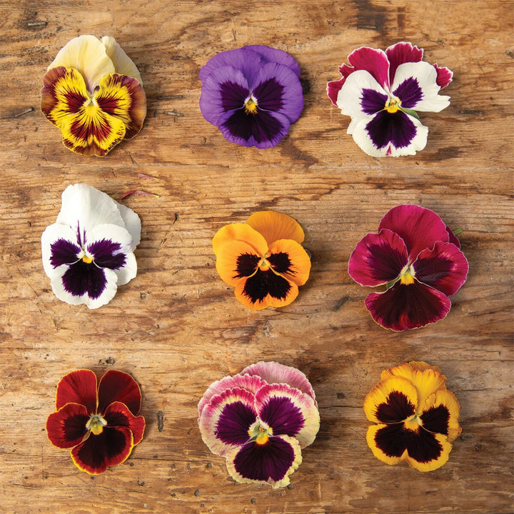 Mixed Wittrockiana Pansy Flower Seeds – Heirloom, Non-GMO, High Germination Seeds